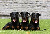 BEAUCERON 780